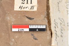 Foto (Detailansicht) von Pinus palaeostrobus Ettingshausen (NHMW-GEO-2024-0188-0211)